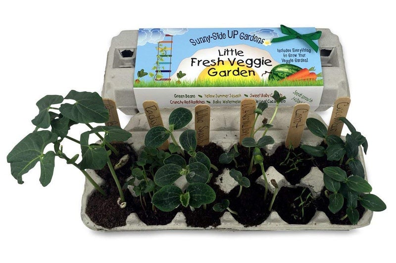 Backyard Safari Company Sunny-Side Up Gardens  Little Fresh Veggie Garden - Image 3